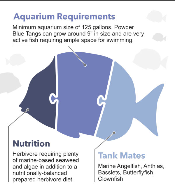 AtaGlance Care Guide for Powder Blue Tang