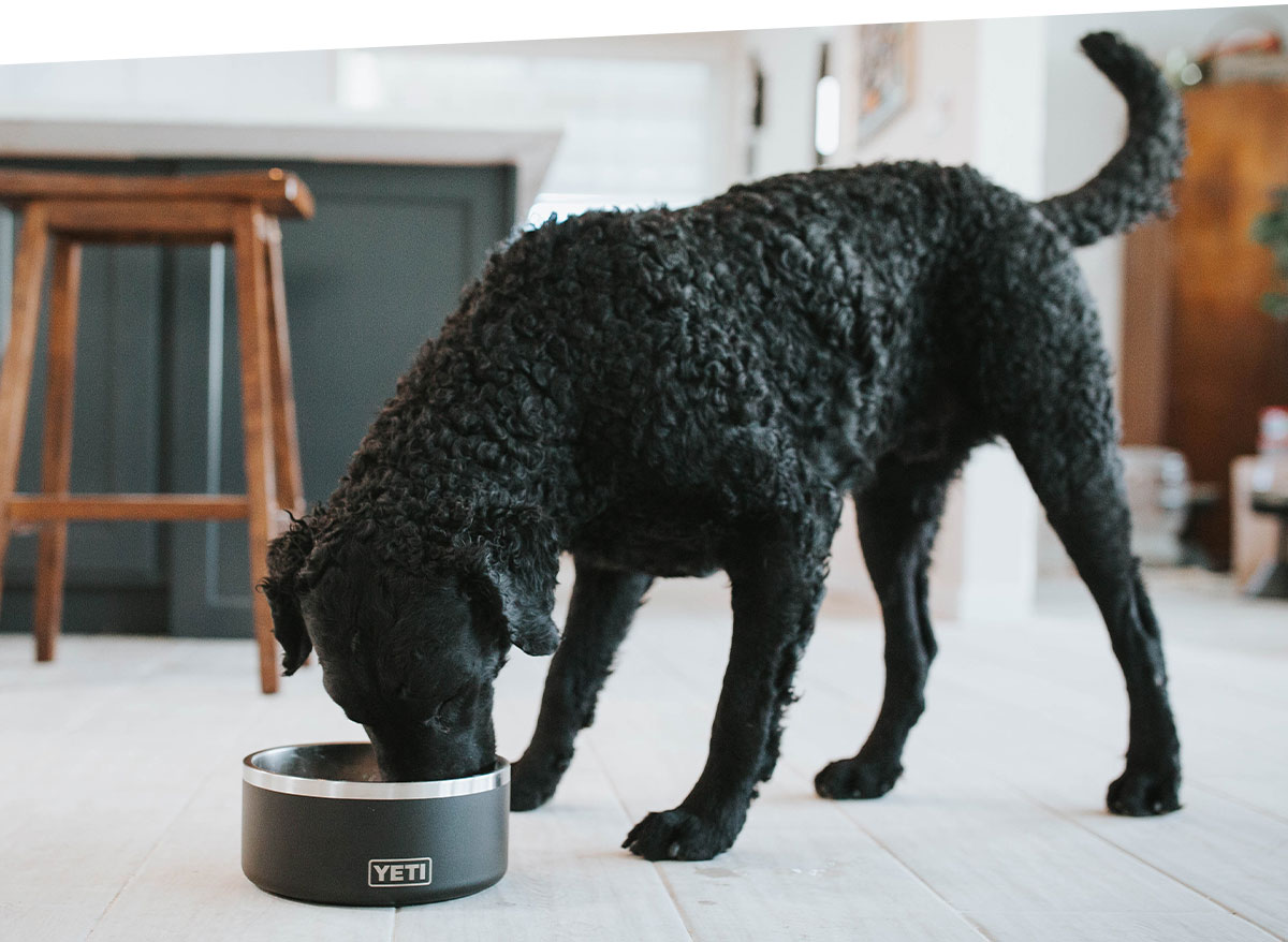 Barkbox is offering a free Yeti dog bowl with sign up for a