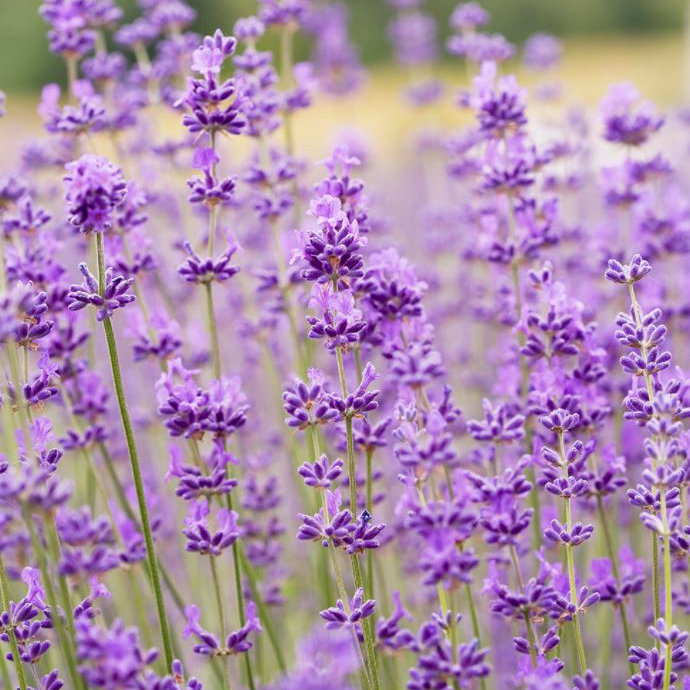 Better Homes and Gardens 2 WORST COLORS TO PAINT YOUR WALLS Milled