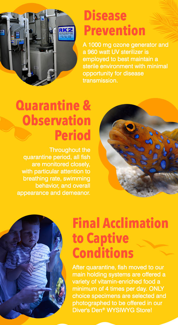 LiveAquaria Saltwater Showcase Week 1 Featuring Diver