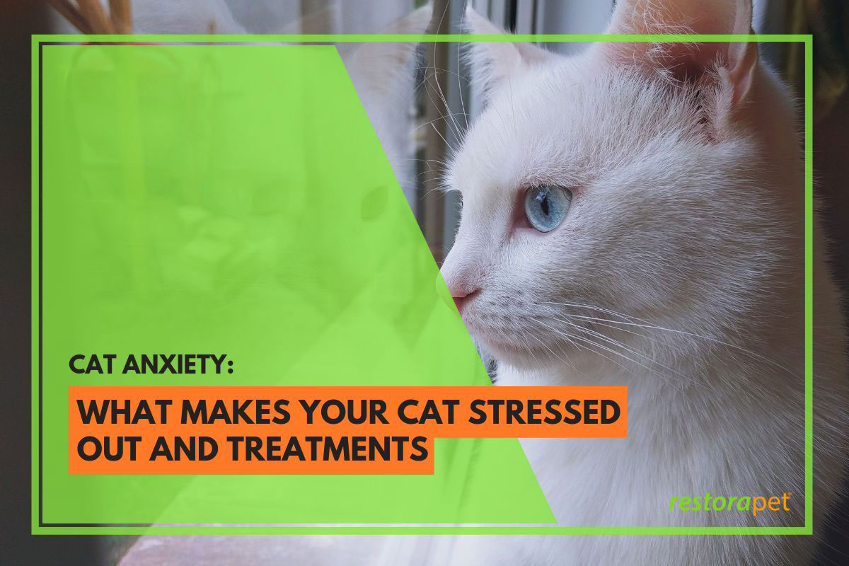 RestoraPet Tips for when your cat gets stressed Milled