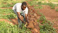 Der malische Kleinbauer Fanèké Coulibaly setzt Steinwälle auf sein Bohnenfeld, um das Regenwasser effektiver für den Boden nutzen zu können