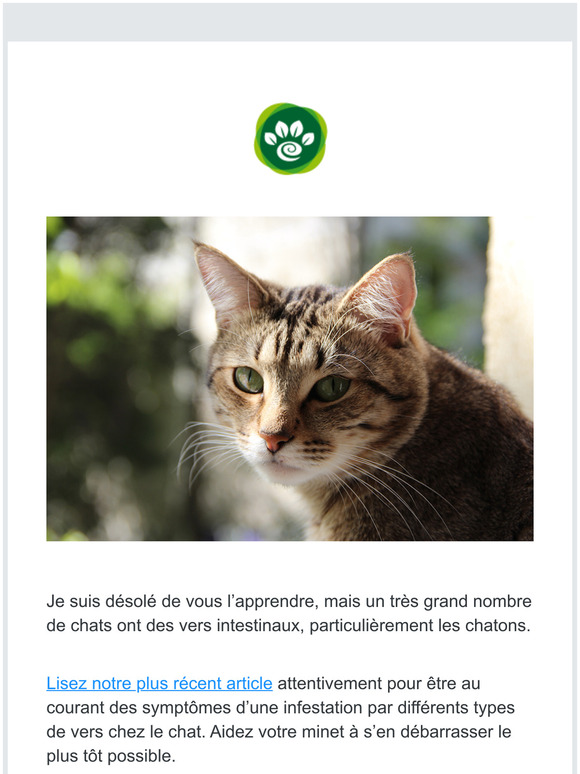 Homeoanimo Des Petits Vers Grouillent Peut Tre Dans Les Intestins De Votre Chat Informez Vous Milled