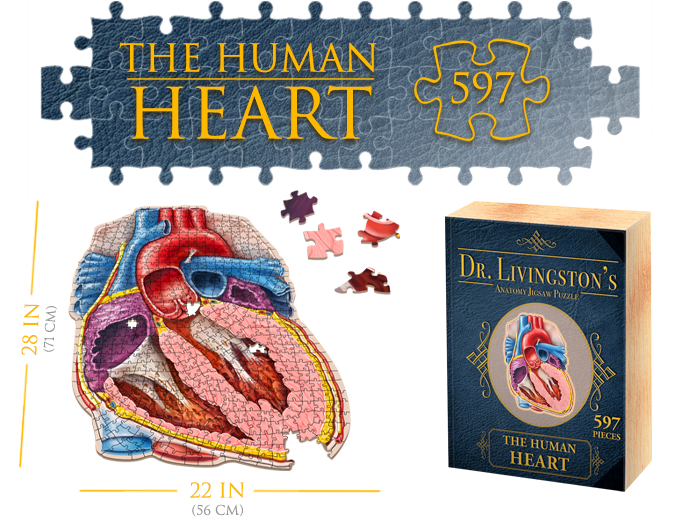 Genius Games, LLC Organ Anatomy Jigsaw Puzzles Now LIVE on