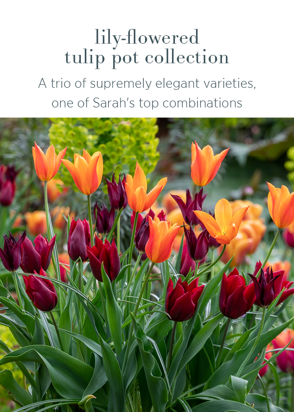 Lily-flowered Tulip Pot Collection - a trio of supremely elegant varieties, one of Sarah's top combinations. 