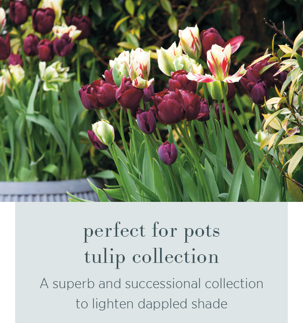 Perfect for Pots Tulip Collection - a superb and successional collection to lighten dappled shade. 