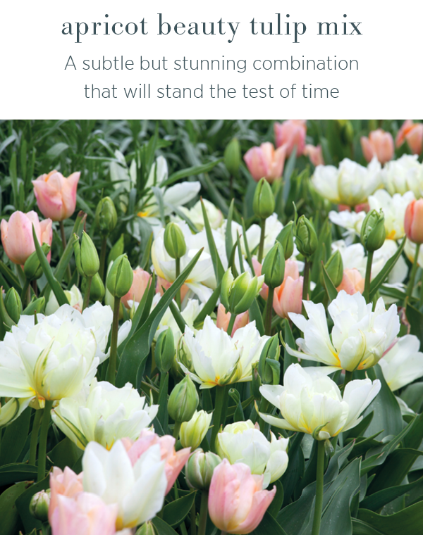 Apricot Beauty Tulip Mix - a subtle but stunning combination that will stand the test of time. 