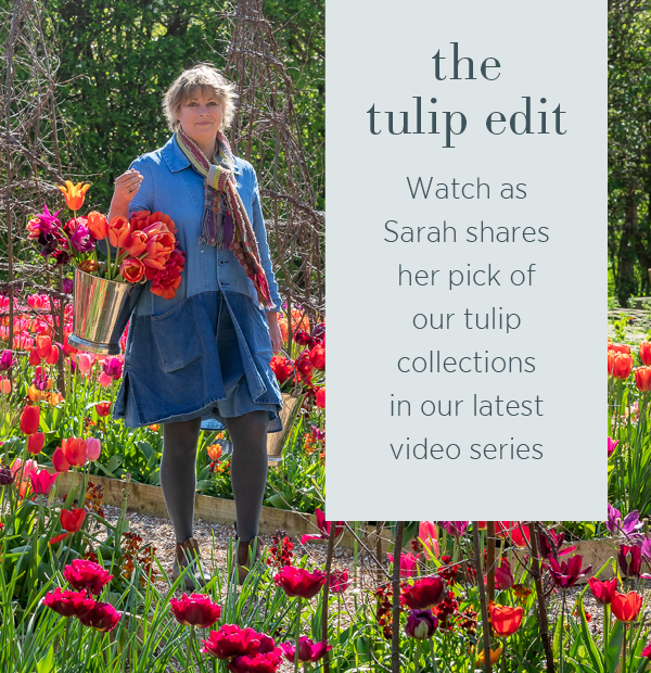 The tulip edit - watch as Sarah shares her pick of our tulip collections in our latest video series. 