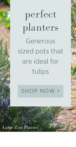 Perfect planters - generous sized pots that are ideal for tulips. Shop now >