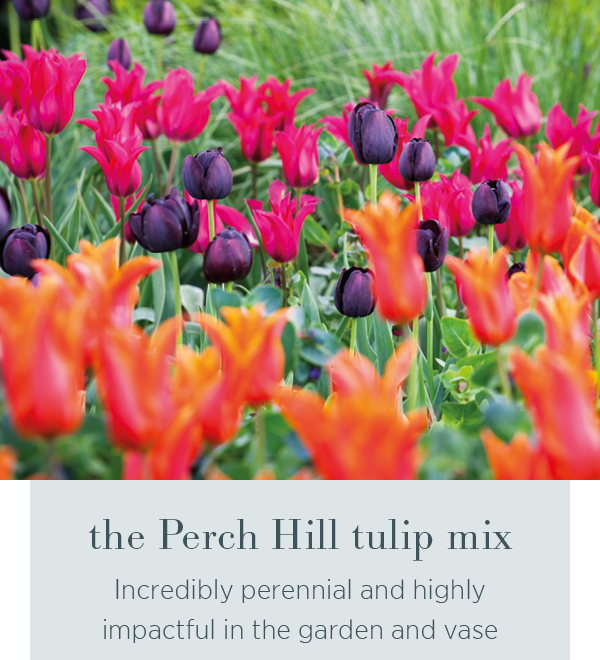 The Perch Hill Tulip Mix - incredibly perennial and highly impactful in the garden and vase.
