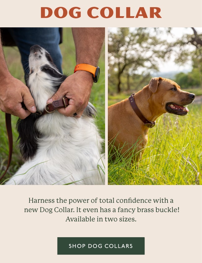dog collar