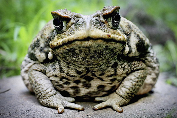 A cane toad is exhibited at Taronga Zoo in Sydney, Australia.