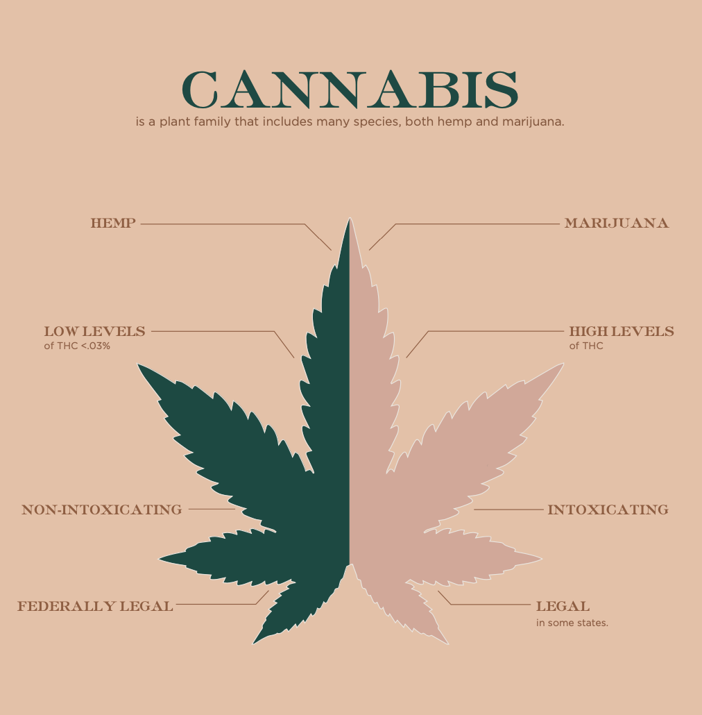 What is cannabis?