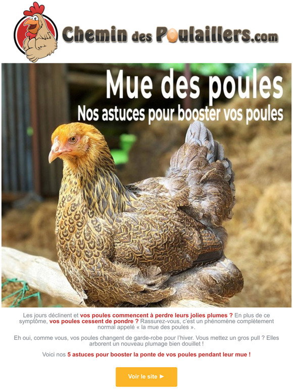 chemin des poulaillers: SOS Poux Rouges : Nos Astuces pour les