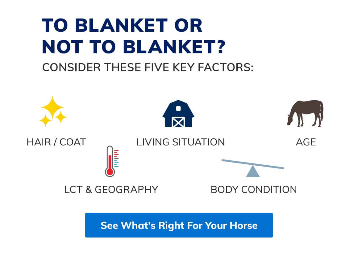 SmartPak Equine Blanketing 101 The Ultimate Guide Milled