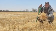 Die anhaltende Dürre im Irak zerstört Ernten - und damit die Lebensgrundlage vieler Menschen.