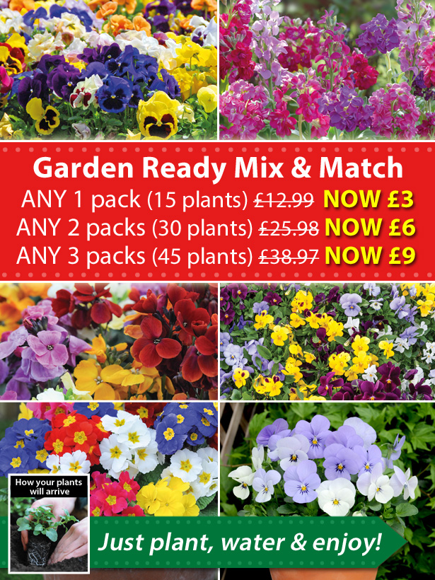 Van Meuwen Only 3 a pack! Mix & Match Garden Ready! Milled
