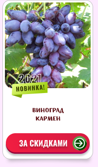 Виноград Кармен Фото Виноград Кармен Фото