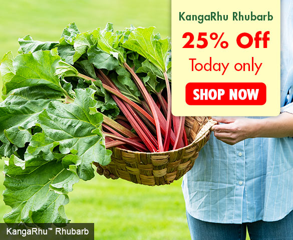 Gurney's Seed & Nursery: 25% Off KangaRhu Rhubarb!