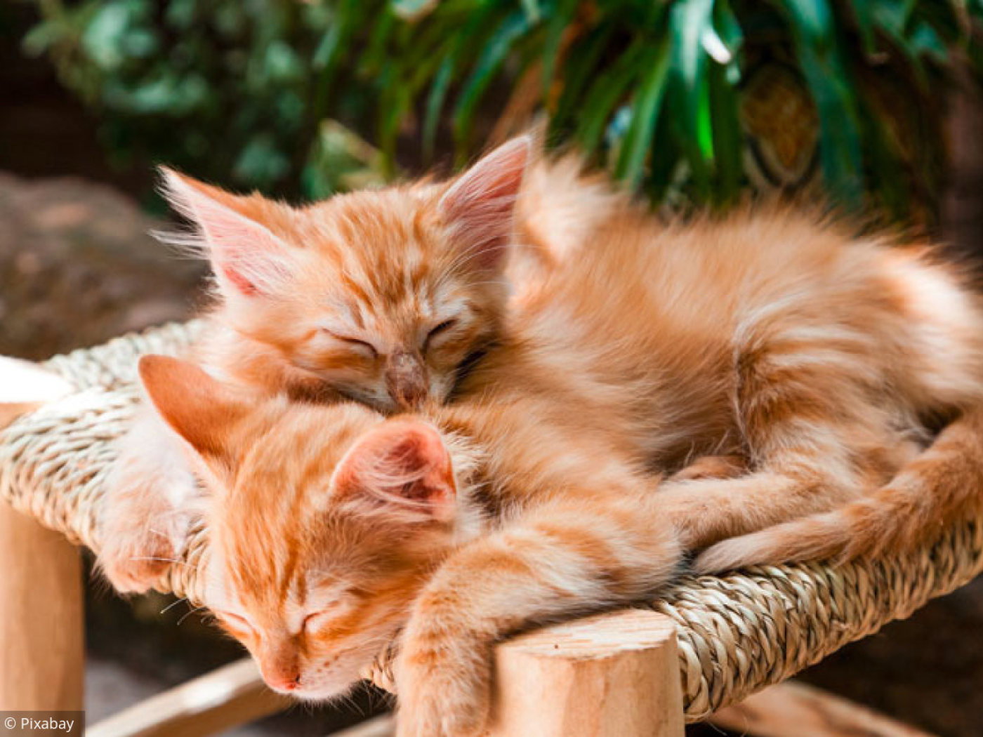 3 puzzles pour amoureux des chats