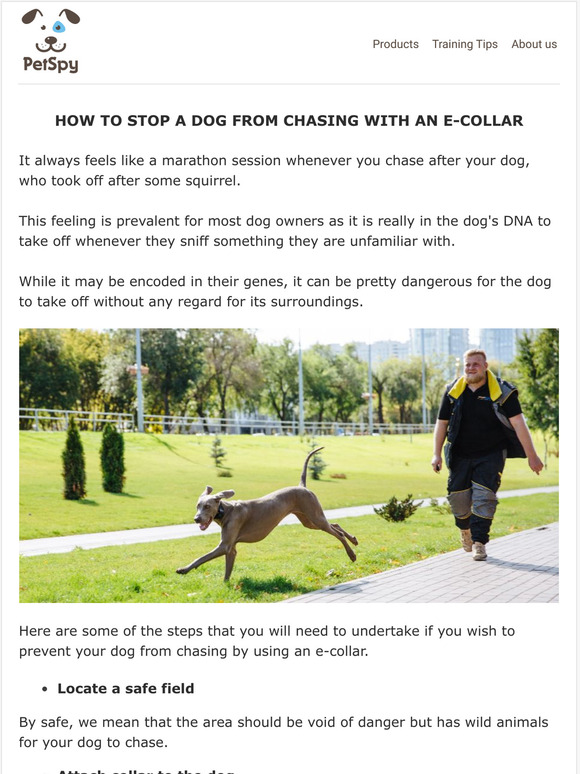 e collar to stop chasing