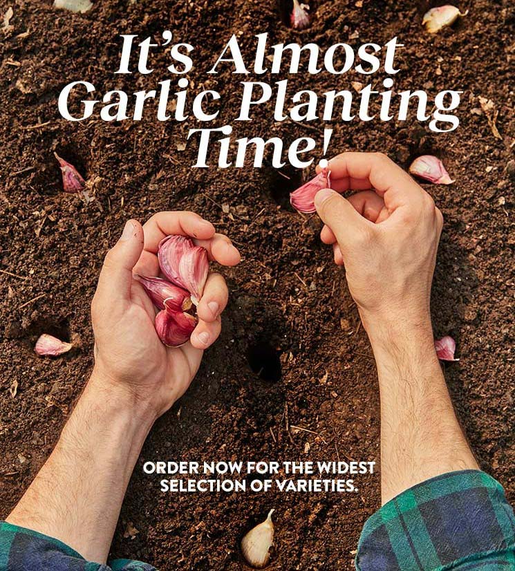Burpee Gardening It's Almost Garlic Planting Time! Milled