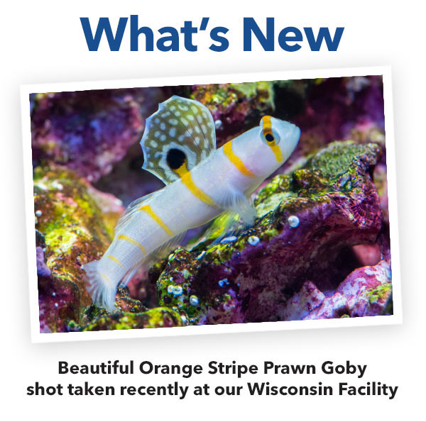 Today Only! Surprise SiteWide Savings with Code Milled