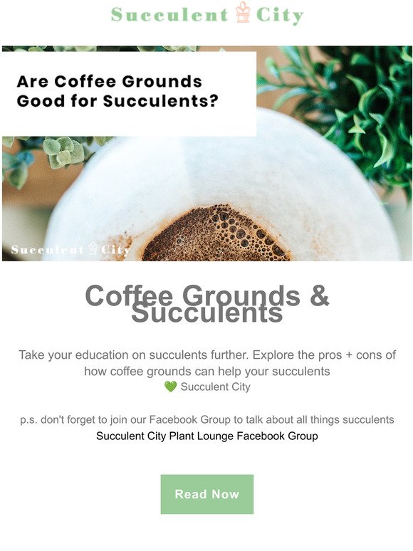 coffee grounds & succulents?
