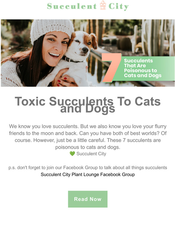  Your cat could get poisoned b'coz of these