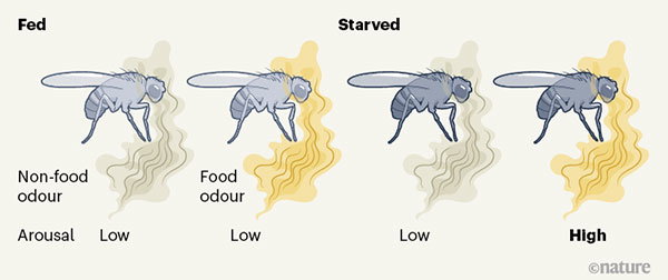 Graphic illustrating the arousal from fed & starved fruit flies to food & non-food odours.