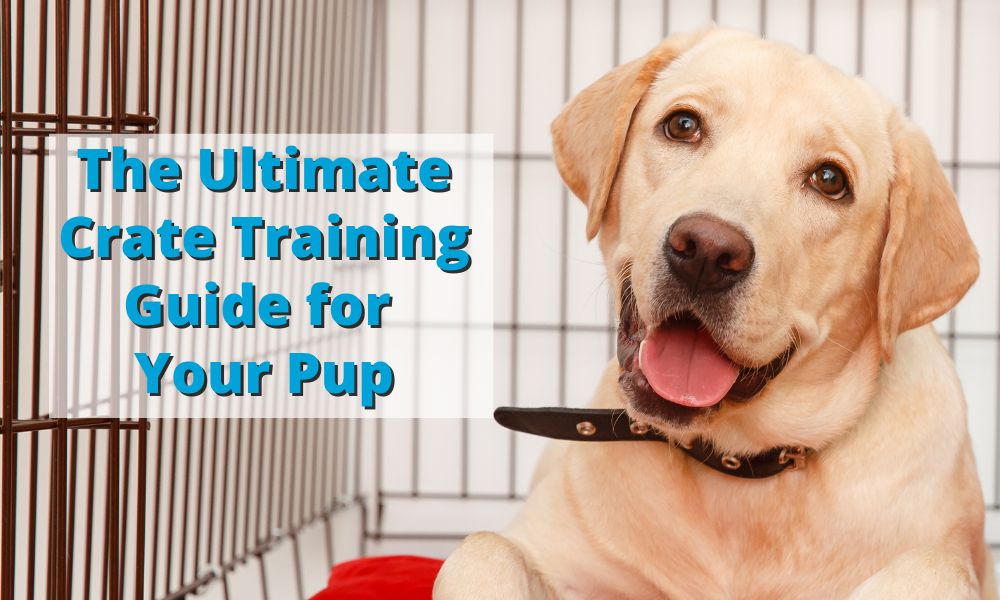 cane corso crate training