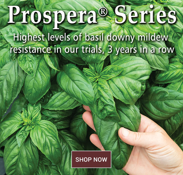 johnny's selected seeds Our Favorite FastGrowing Basil Milled