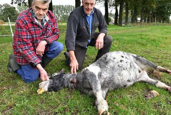 Tubantia: Woede in Tilligte over dood pony: 'Hij is in blinde paniek