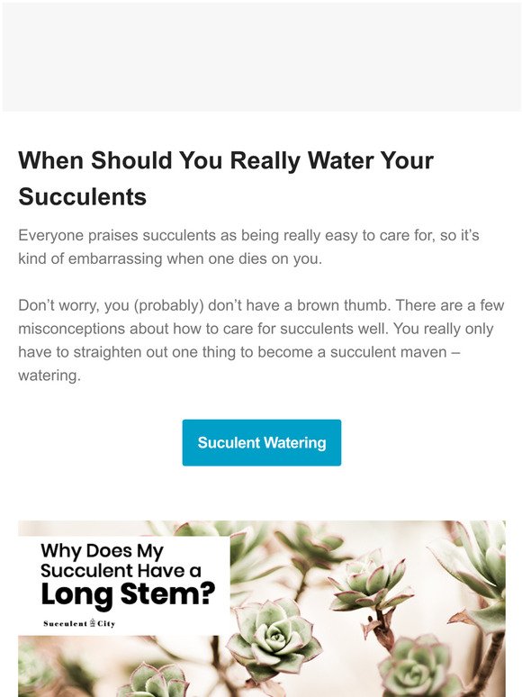 Easy watering routine for succulents