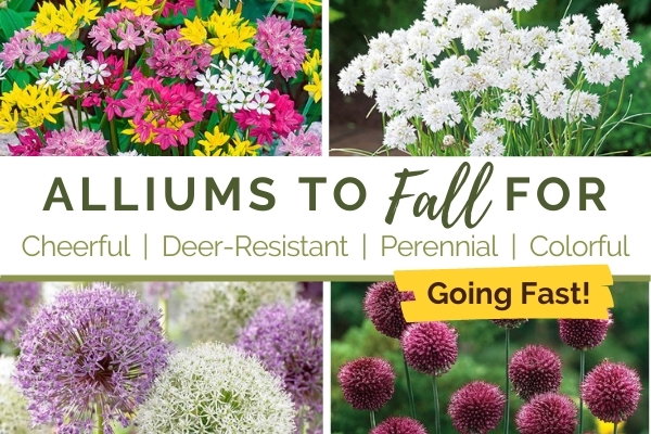 Fall Alliums are Going Fast