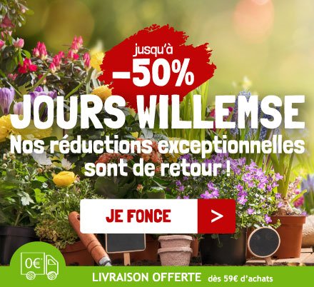 11 x 11 x 27 cm Willemse France 004058 Lot de 10 Plantes Perce-Neige Multicolore