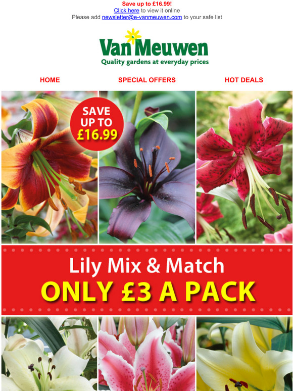 Van Meuwen ONLY 3 a pack! Lily Mix & Match Special! Milled