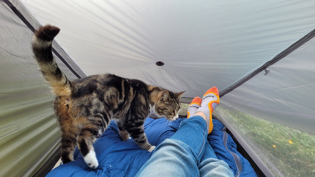 A cat in a tent being super cute.