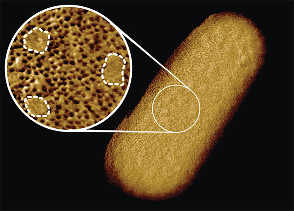 Microscopy image of a living E. coli bacterium, revealing the patchy nature of its outer membrane. A densely packed network of proteins is interrupted by smooth, protein-free islands (dashed lines).
