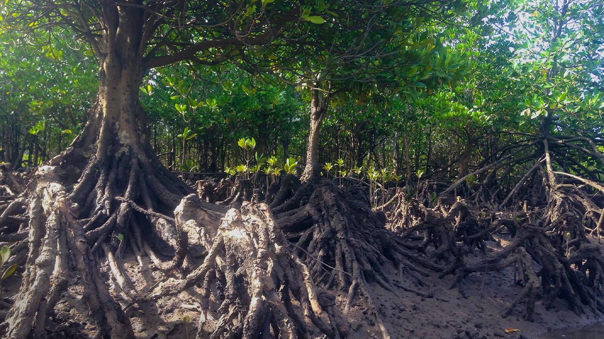 Sustainability 