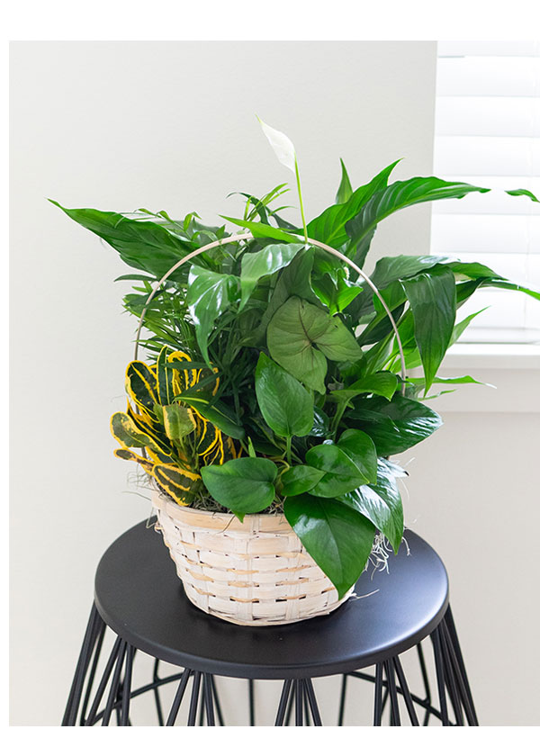 ENDS Tonight 10 Off Flowers, Gifts & Plants Milled