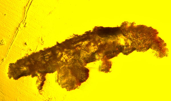 View of a tardigrade preserved in a chunk of Dominican amber.