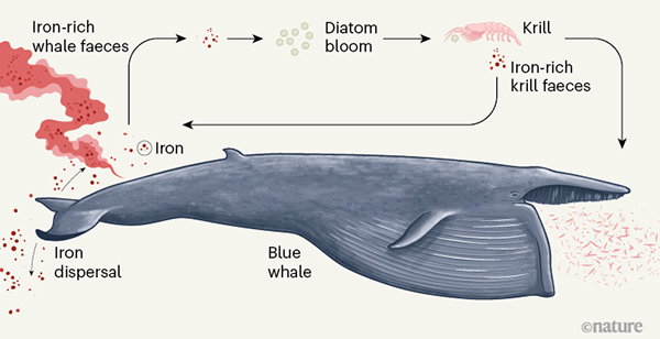 A whale-driven iron cycle in the oceans.