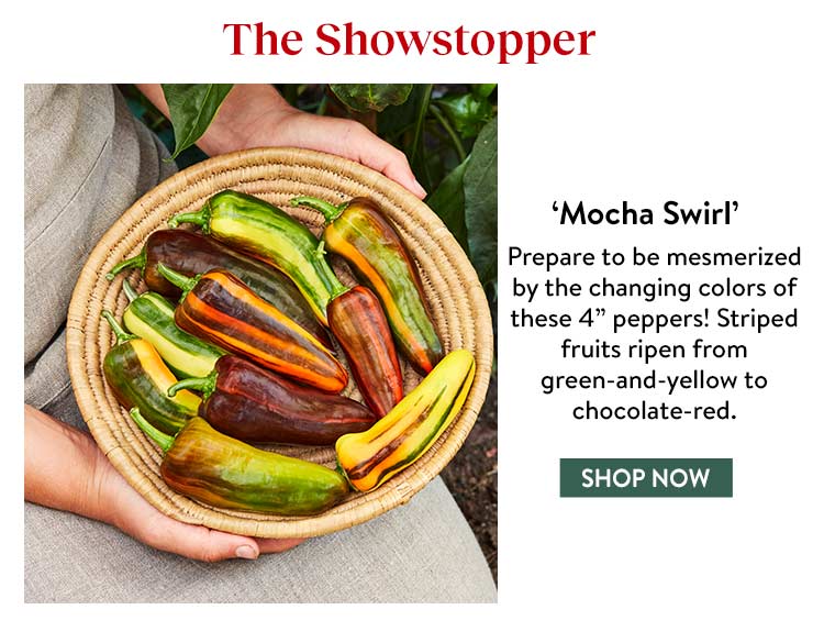 Burpee Gardening New Peppers for 2022! Milled