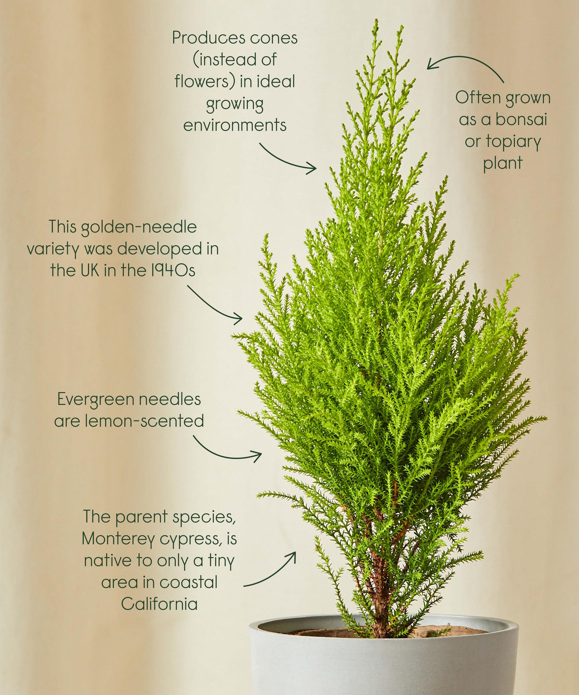 Bloomscape Meet the Lemon Cypress Plant Milled
