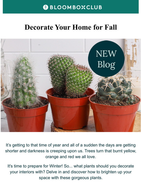 Bloombox Club The Best Plants to Buy This Fall Milled