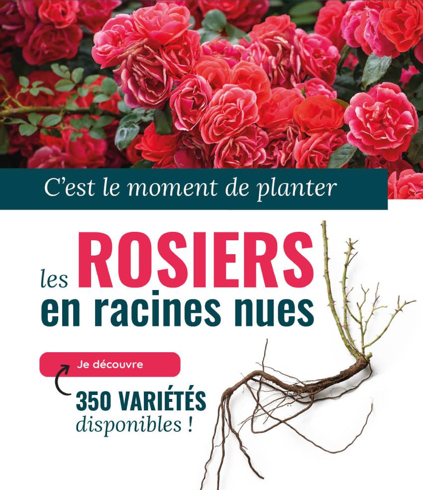 Jardin du Pic Vert C'est le moment de planter vos rosiers en racines — free download