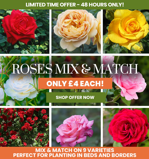 Dobies ONLY 4 each! Rose Mix & Match Special! Milled