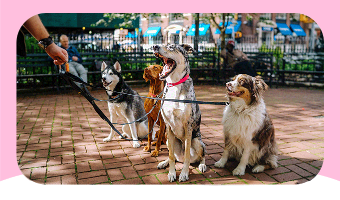 Snagajob: 5 jobs for pet lovers | Milled Snagajob: 5 jobs for pet lovers | Milled