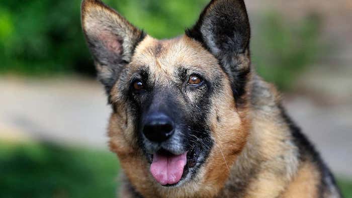 DogPhone Will — You Guessed It — Let Dogs Use The Phone | Gizmodo